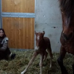 Le premier poulain de l'année est né le 30 mars 2015