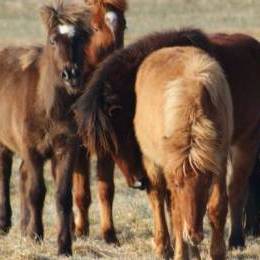 Avant d'acheter un cheval islandais