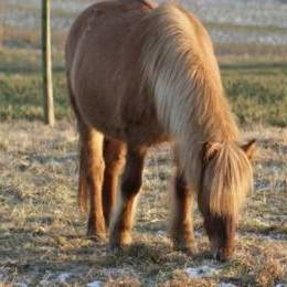 Période d'inactivité pour mon cheval