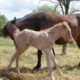 Les poulains nés en 2010 Les poulains nés en 2010
