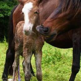 Naissance de poulains - juin 2012