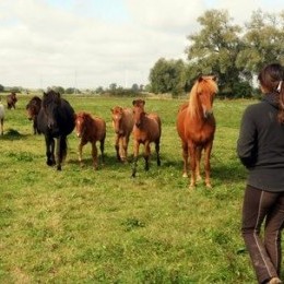 Presse : "Chaque cheval porte un nom venu d'Islande"