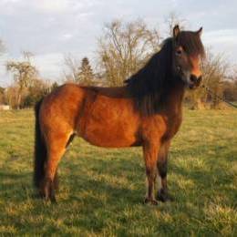 Chevaux à vendre