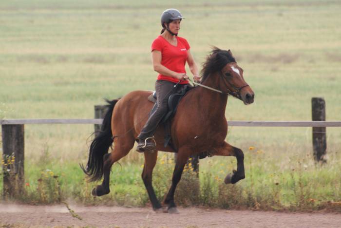 Equitation islandaise