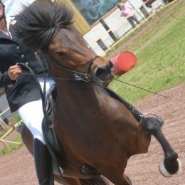 Equitation islandaise