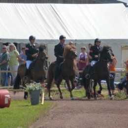 Equitation islandaise