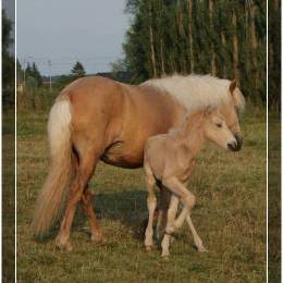 Abba de l'Albe - 2010