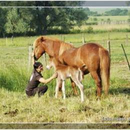 Bruda de l'Albe - 2011