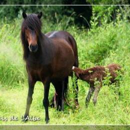 Ckleo de l'Albe - 2012