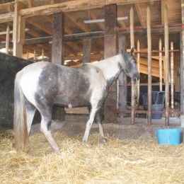 Pension pour chevaux