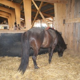 Pension pour chevaux