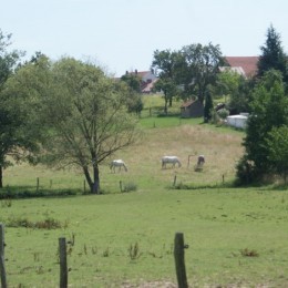 Pension pour chevaux