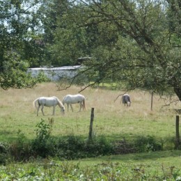 Pension pour chevaux