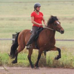 Equitation islandaise