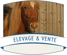 Elevage et vente